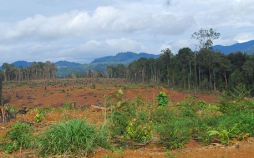 Hơn 600 nông lâm trường với diện tích đất được giao gần 8 triệu ha, song mỗi năm chỉ nộp ngân sách được khoảng 180 tỷ đồng.<br>