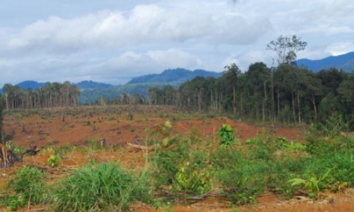 Thanh tra việc sử dụng đất tại các nông, lâm trường