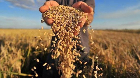 Hiện trong 150 doanh nghiệp xuất khẩu gạo của Việt Nam, chỉ có 40% doanh nghiệp có lượng xuất khẩu sản lượng lớn.