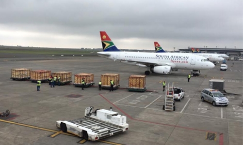 Ngựa vằn, lạc đà, linh dương... đi chuyên cơ về Phú Quốc