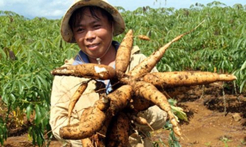 Tích tụ đất đai ngày càng phức tạp