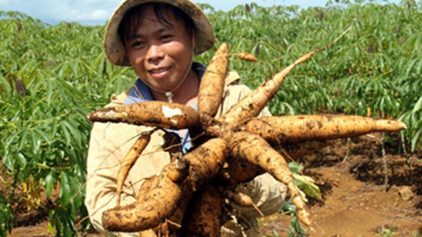 Tích tụ đất đai ngày càng phức tạp