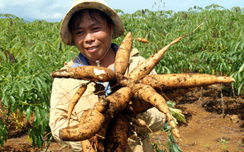 Đang xuất hiện và ngày càng tăng hoạt động tích tụ đất sản xuất nông, lâm nghiệp để mở rộng sản xuất hàng hóa.