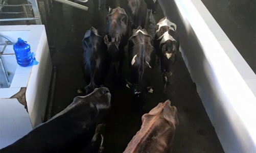 HAG trả cổ tức bằng cổ phiếu HNG: Vỗ béo rồi… vắt sữa?