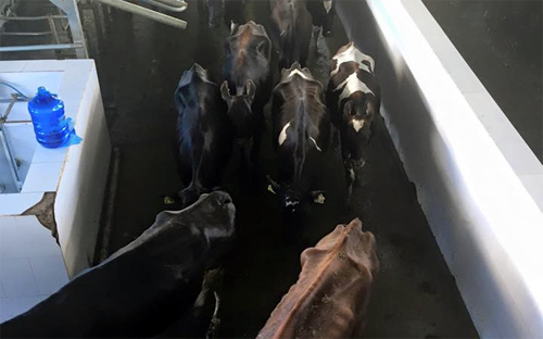 Một trang trại bò sữa của Hoàng Anh Gia Lai.<br>