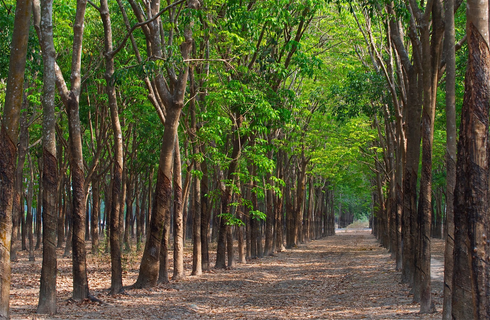 Việt kiều chủ rừng là một trong những khái niệm quen thuộc với người dân Việt Nam. Họ luôn thực hiện một sứ mệnh đặc biệt là bảo vệ rừng, gìn giữ các loài động thực vật quý hiếm của đất nước. Hãy xem bức ảnh và cảm nhận sự tận tâm, tri ân của những Việt kiều này.