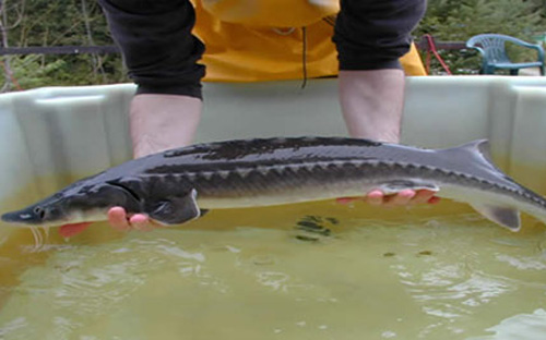 Đại diện của Metro đã khẳng định cá tầm bán trong 
hệ thống Metro đều có chứng từ nhập của các đơn vị trong nước - Ảnh minh họa. 