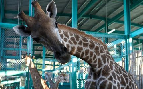 Động vật được đưa về hệ thống chuồng tạm đạt tiêu chuẩn quốc tế, trước khi ra khu vực sinh sống tự do.<br>