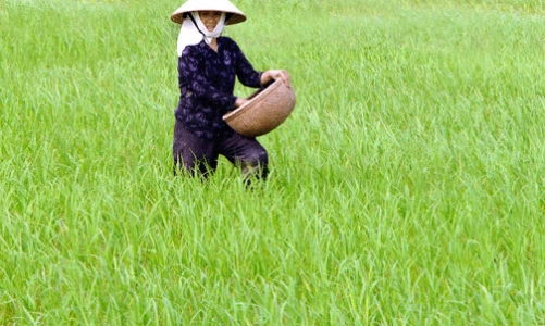Thủ tướng trả lời chất vấn về nạn phân bón giả