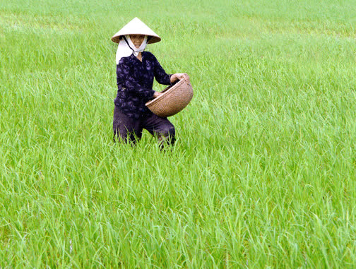 Tình trạng phân bón giả, phân bón kém chất lượng được sản xuất, kinh doanh vẫn diễn biến phức tạp.
