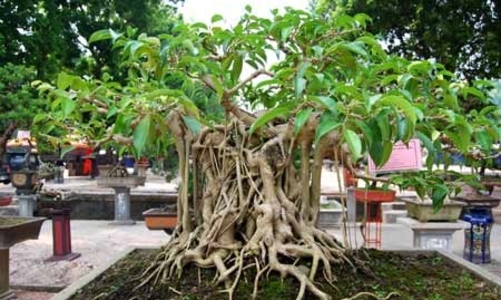 Những ai phải kê khai 9 loại tài sản, thu nhập từ 16/12?