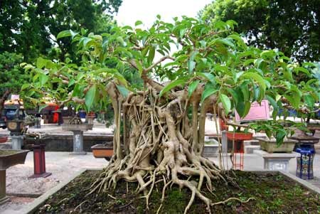 Cây cảnh cũng nằm trong diện tài sản phải kê khai - Ảnh minh họa.<br>