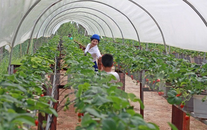 Một trang trại nông nghiệp ứng dụng công nghệ cao gần Hà Nội.<br>