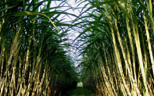 Các tranh cãi xung quanh đề xuất nhập đường của Hoàng Anh Gia Lai hiện 
vẫn đang được các bộ ngành xem xét, và các bên liên quan đều đưa ra lý 
lẽ của mình. 