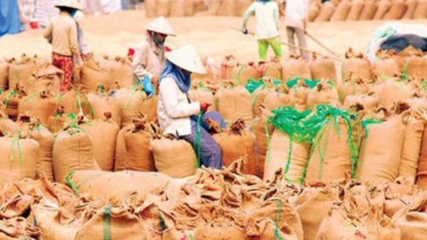 Giá gạo Việt Nam có thể tăng trong vài tuần tới