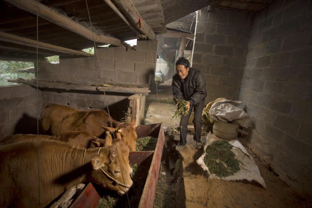 “Bò giống giúp người nghèo biên giới” là chương trình hỗ trợ vật nuôi lớn nhất từ trước đến nay.