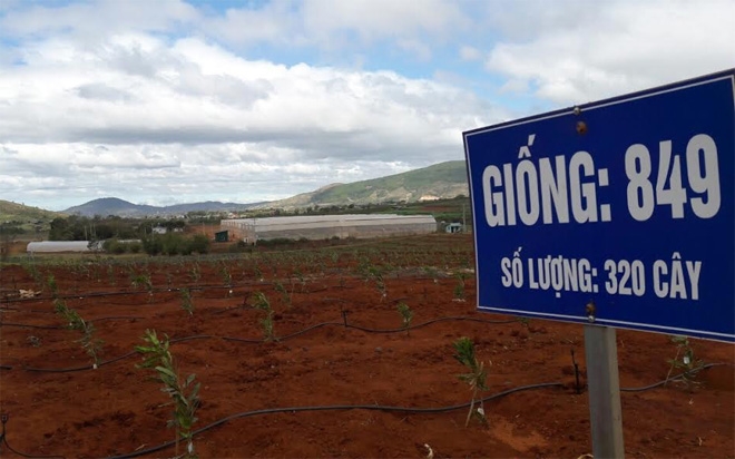 Một trang trại trồng mắc-ca tại tỉnh Lâm Đồng.