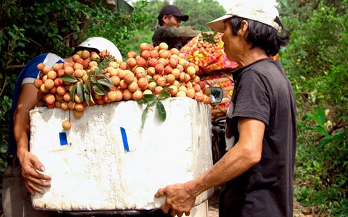 Thông tư 08/2013/TT-BCT quy định chi tiết về hoạt động mua bán hàng hóa 
và các hoạt động liên quan trực tiếp đến mua bán hàng hóa của doanh 
nghiệp FDI. 