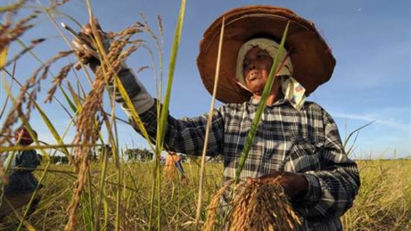 Thái Lan thừa nhận lỗ hàng tỷ USD vì tạm trữ lúa gạo