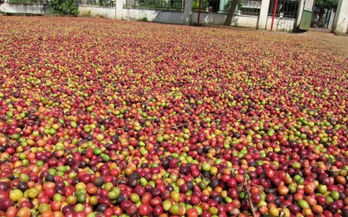 Theo giới thương nhân, các hộ trồng cà phê sẽ bán hàng ra nhiều hơn nếu 
giá vượt mức 40.000 đồng/kg, hoặc khi giá cà phê giao sau tại London 
vượt ngưỡng 2.000 USD/tấn.