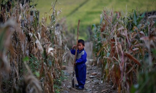 Học sinh tiểu học Triều Tiên phải đi trồng lúa