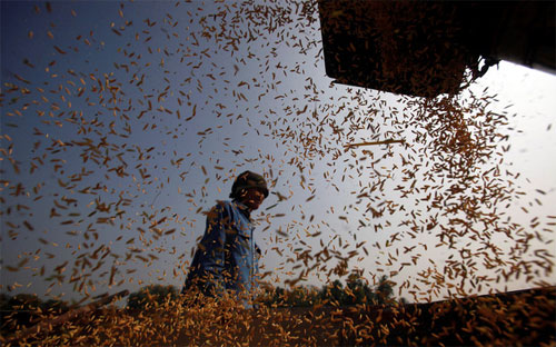 Nông dân Thái Lan đang thu hoạch lúa. Theo Liên hiệp quốc, Thái Lan có thể hết kho chứa gạo khi mức lượng 
gạo tạm trữ của nước này có thể sẽ tăng thêm 40% lên mức 18,2 triệu tấn 
trong năm nay - Ảnh: Bloomberg. 