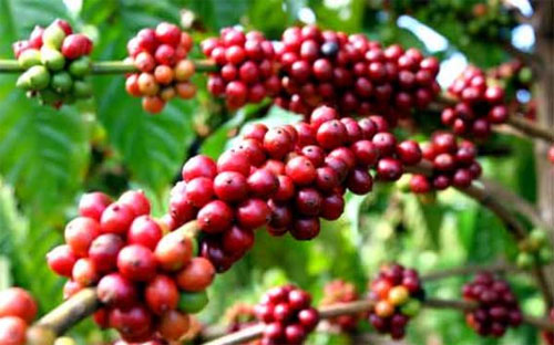 Dự báo về sản lượng cà phê dồi dào đã đẩy giá cà phê tại khu vực Tây 
Nguyên giảm trên 6% trong vòng 1 tháng trở lại đây, xuống còn 
37.900-38.000 đồng/kg vào sáng nay, ngày 19/11.