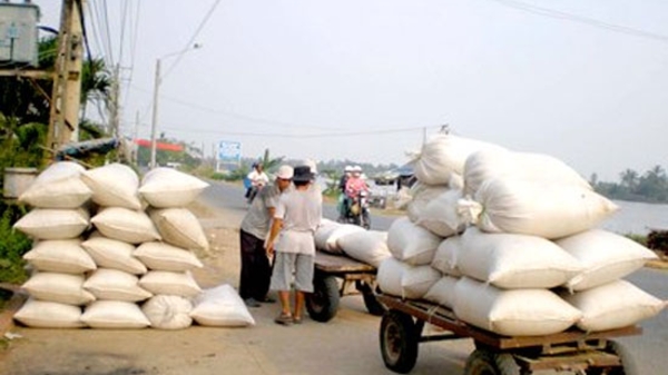 Giá lúa gạo tiếp tục đi xuống