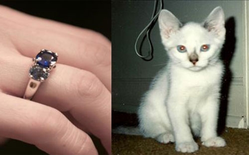 Chú mèo Meowy và viên kim cương được làm từ tro cốt của chú mèo này sau khi chú qua đời - Ảnh: WSJ.<br>