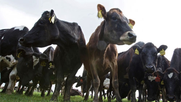 Vào TPP, các nước được, mất thế nào?