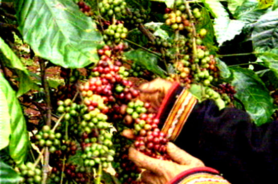 Nông dân trồng cà phê ở Tây Nguyên cho biết, vụ thu hoạch cà phê sắp tới có thể bắt đầu sớm hơn dự kiến.