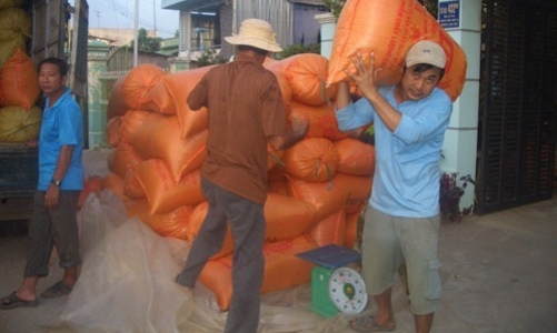 Giá gạo Việt xuất khẩu tiếp tục vượt Thái Lan