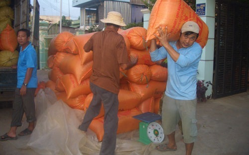 Gạo Việt Nam đang tiếp tục có mức giá cao hơn gạo Thái Lan.
