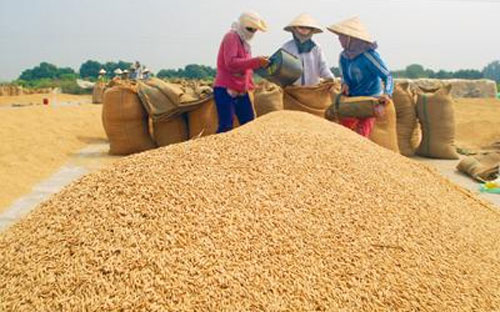 Các chuyên gia dự báo, một vụ lúa gạo bội thu và lượng gạo tồn kho lớn 
tại các nước xuất khẩu gạo hàng đầu sẽ còn khiến giá gạo tại châu Á chịu
 áp lực giảm trong vài tháng tới đây. 