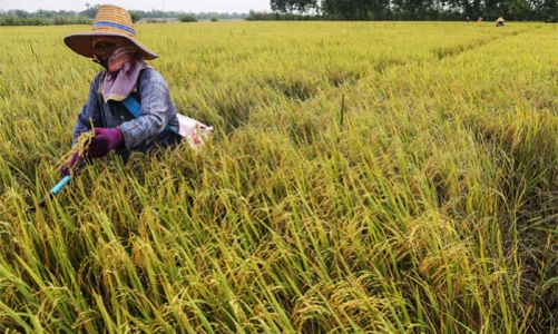 Gạo Thái Lan đối mặt khủng hoảng