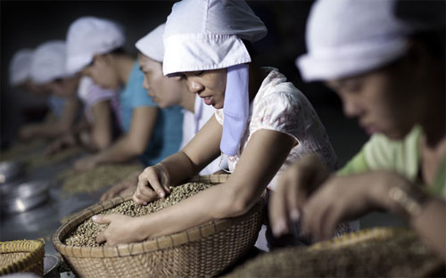 Công nhân chế biến cà phê trong một nhà máy ở Tp.HCM - Ảnh: Bloomberg.<br>