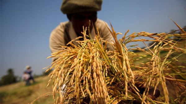 Chính sách lúa gạo “phản tác dụng” của Thái Lan