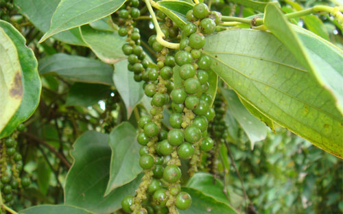 Giá tiêu xuất khẩu bình quân quý 1/2013 đạt 6.621 USD/tấn giảm 3,4% so với cùng kỳ năm 2012.