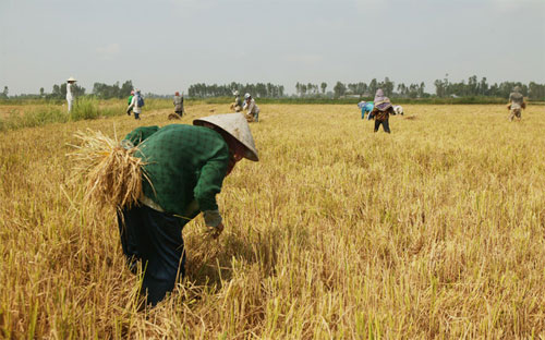 Một đồng lúa ở Cần Thơ - Ảnh: Bloomberg.<br>