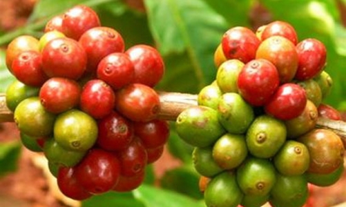 Cà phê vụ mới có hàng xuất khẩu từ đầu tháng 11