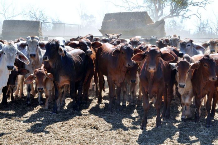 Đàn bò trong trang trại Vermelha - Ảnh: ABC.<br>