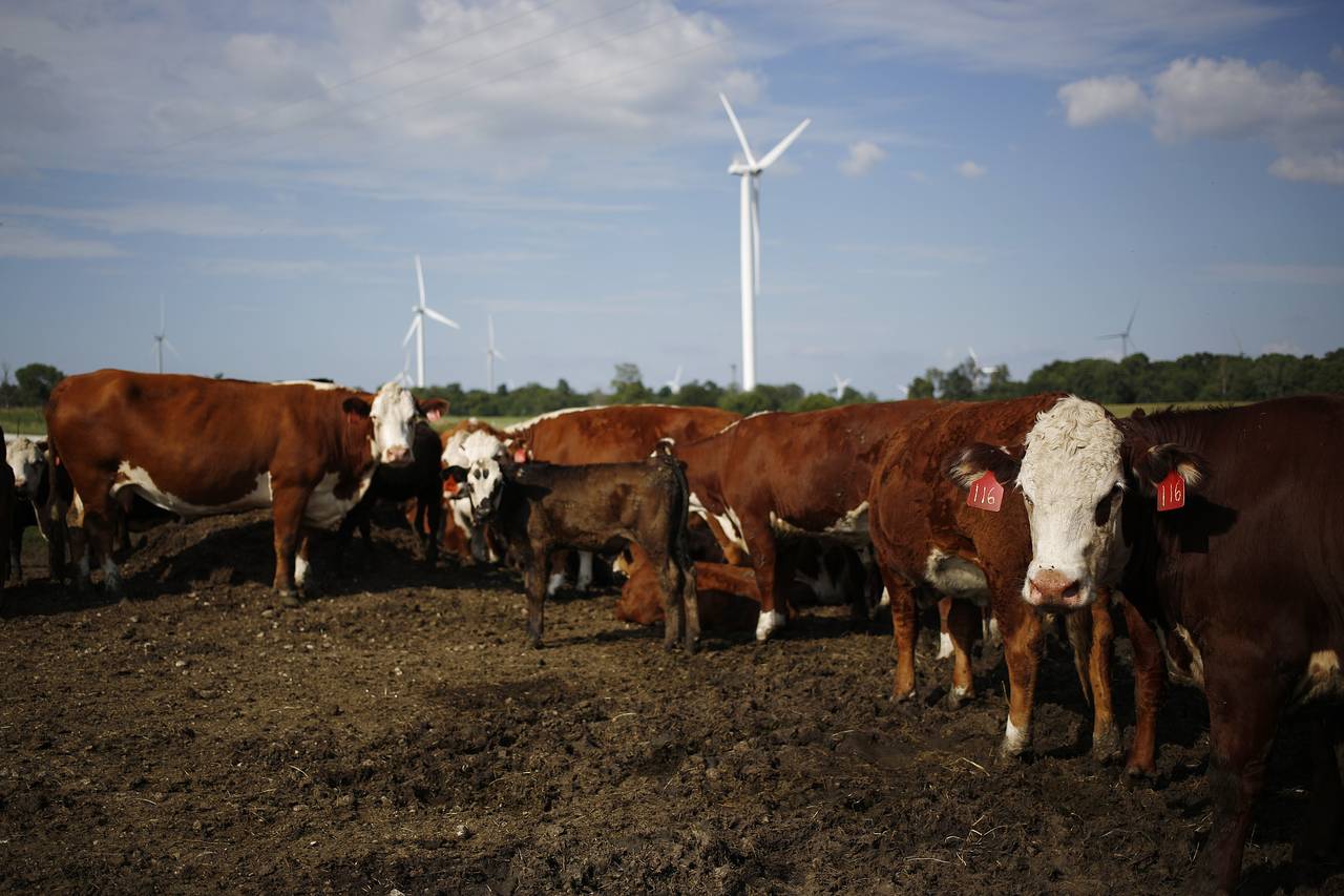 Giá thịt bò ở Mỹ đã giảm xuống mức thấp nhất trong 6 năm do nguồn cung thịt trong nước gia tăng - Ảnh: Bloomberg/WSJ.<br>