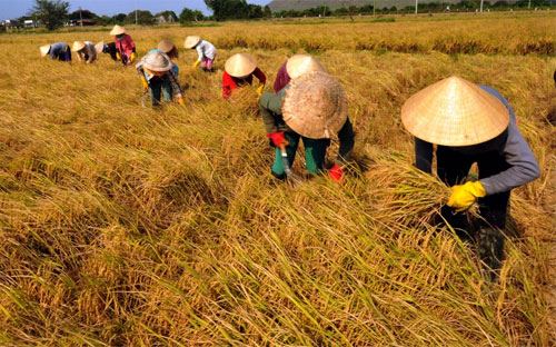 Thị trường gạo châu Á, trong đó có Việt Nam, tuần qua ảm đạm do khách 
mua đứng ngoài thị trường trước kỳ nghỉ lễ, giá gạo xuất khẩu cũng ít 
biến động. 
