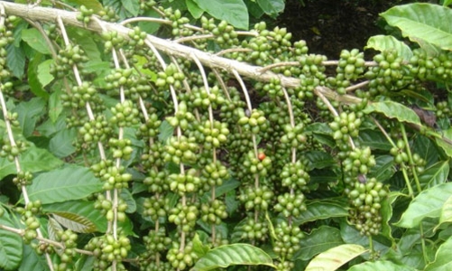 Cà phê mất giá do triển vọng được mùa