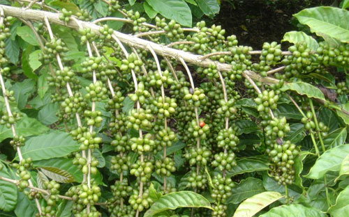 Mưa thường xuyên ở khu vực Tây Nguyên đã tạo điều kiện cho quả cà phê phát triển tốt và gia tăng chất lượng của niên vụ tới.