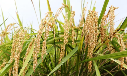 Nhiều công ty Nhật muốn làm nông tại Việt Nam