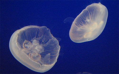 Tại các tỉnh miền Nam và phía Đông của Trung Quốc, sứa thường được thái mỏng và làm nộm. 