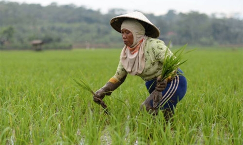 El Nino có thể làm giá gạo toàn cầu tăng mạnh