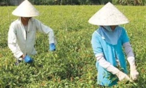 Xuất khẩu lao động thời vụ không là “chiếc bánh ngọt”