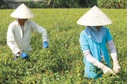Đưa lao động đi làm việc ở nước ngoài theo hợp đồng thời vụ không chỉ giải quyết được việc làm thời vụ cho lao động nhàn rỗi mà còn mang lại một nguồn thu đáng kể cho lao động - Ảnh minh họa.